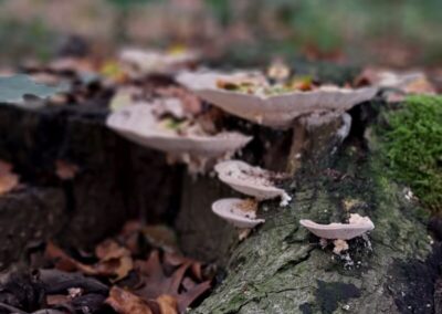 Paddestoelen in de Achterhoek